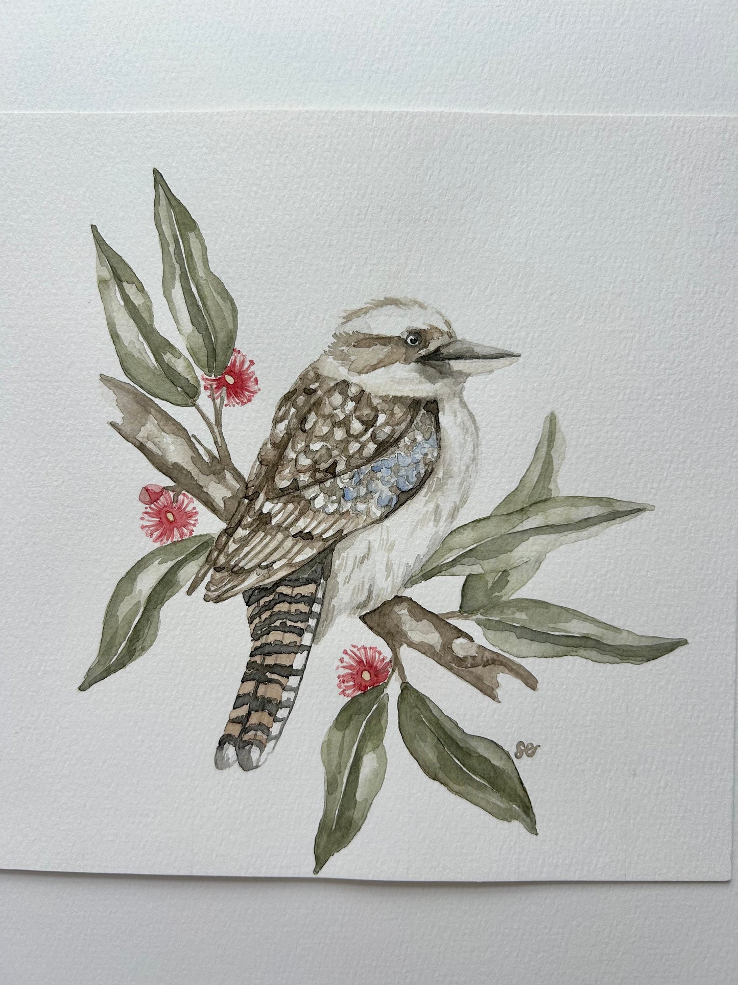 ‘Kookaburra’ Watercolour