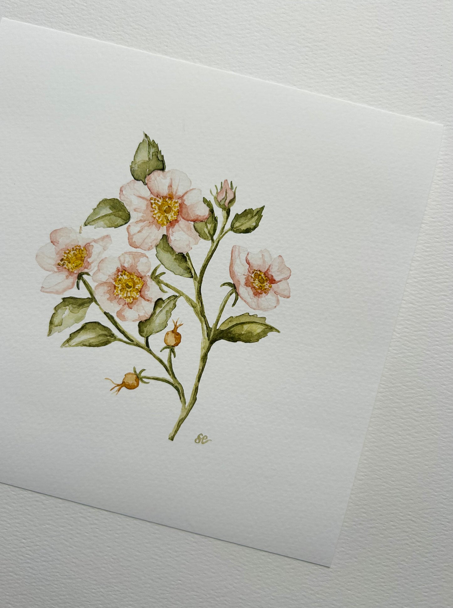 'Wild Rose' Watercolour Print