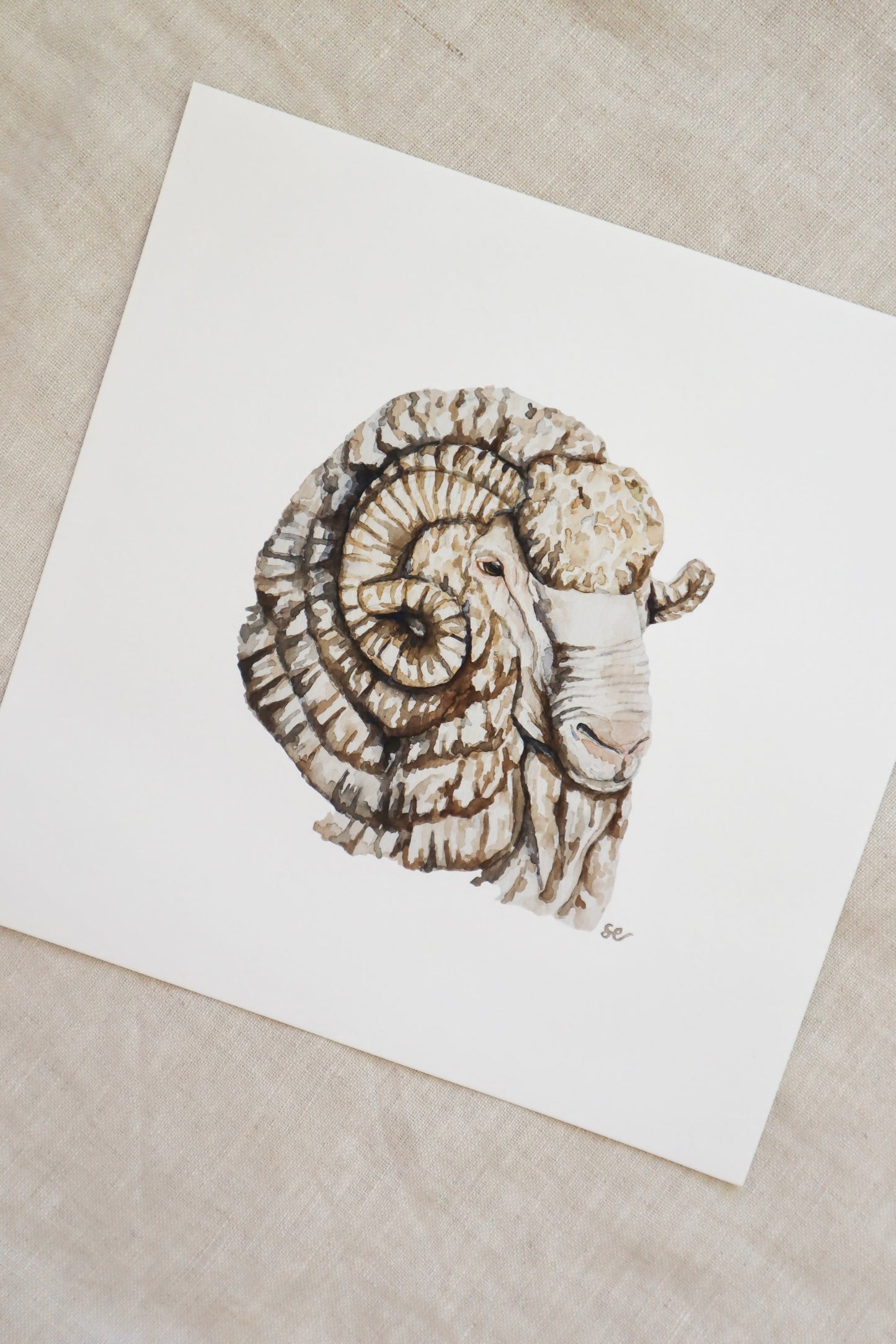 'Merino Ram' Watercolour Print