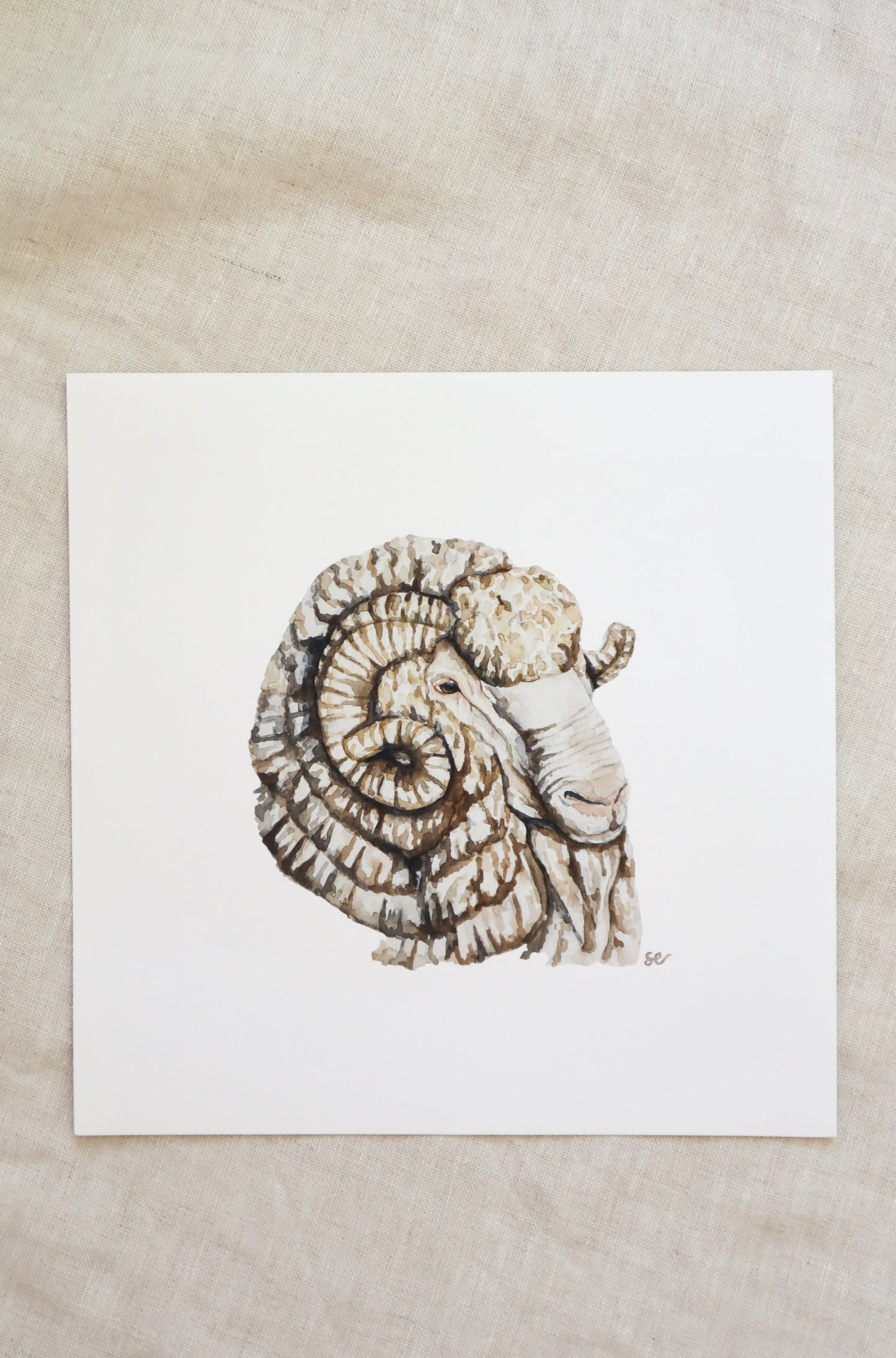 'Merino Ram' Watercolour Print