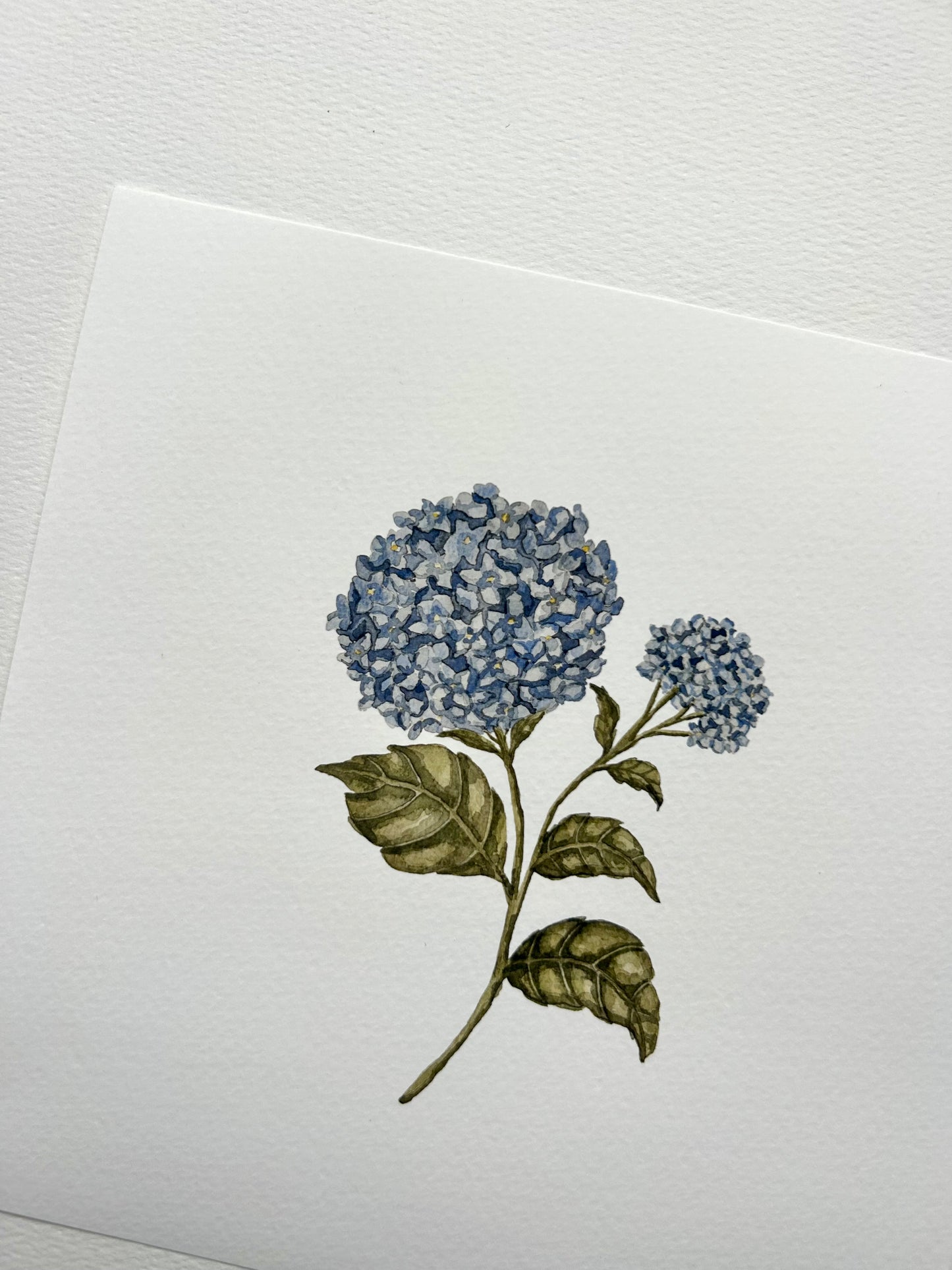 'Blue Hydrangea' Watercolour Print