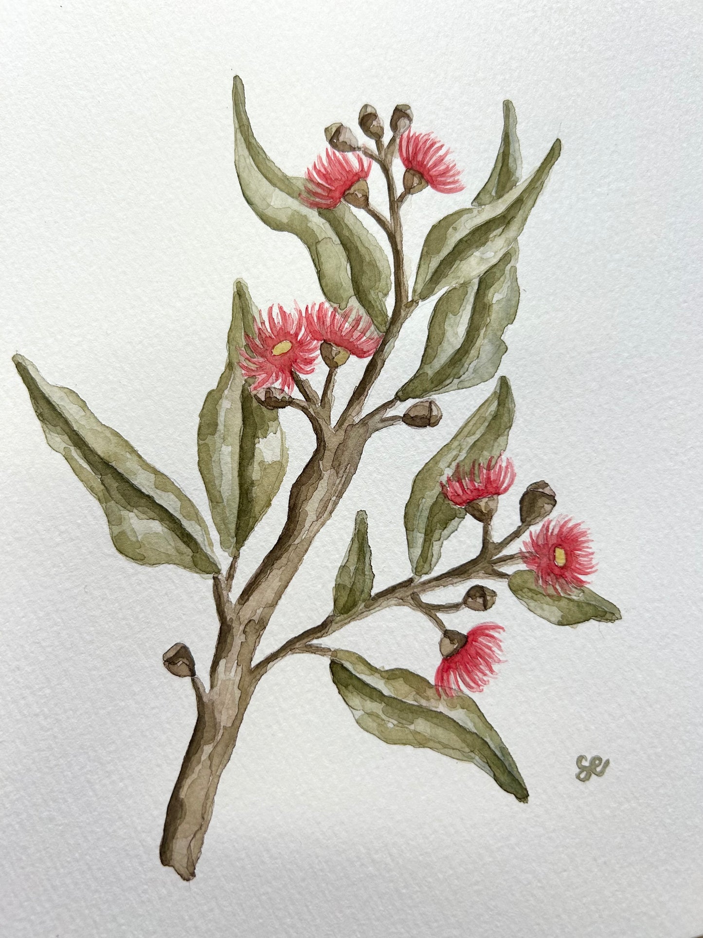 ‘Flowering Gum’ Watercolour