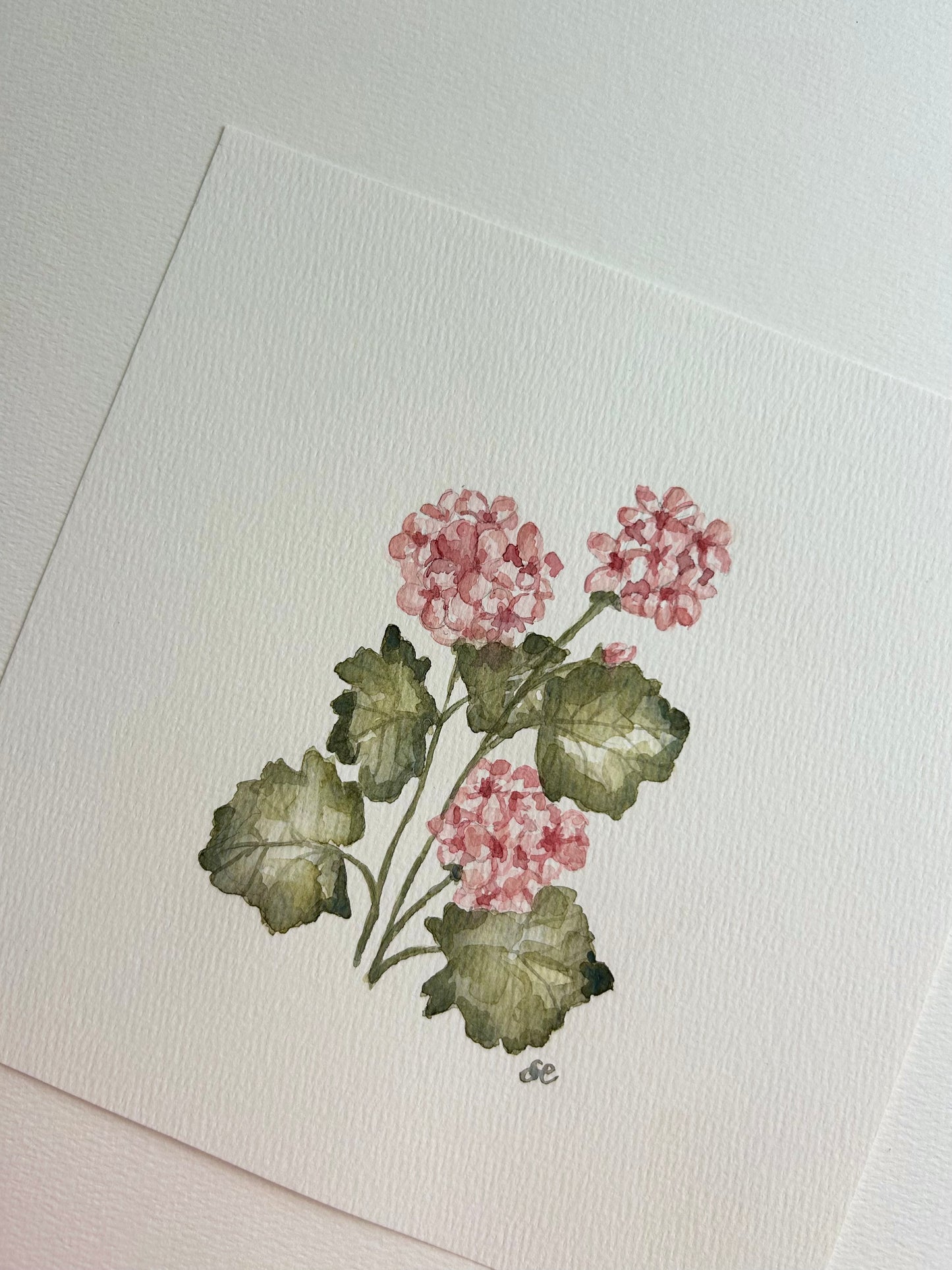 ‘Geranium’ Watercolour
