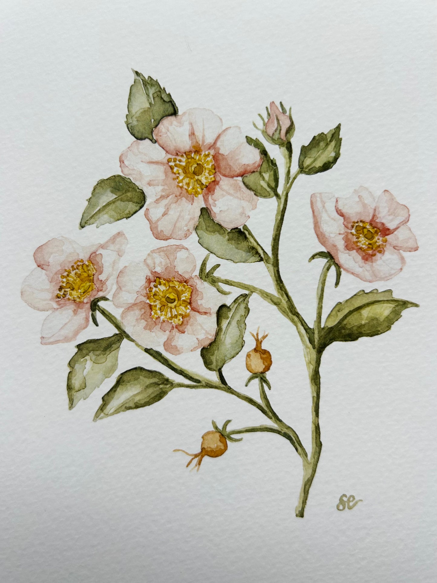 'Wild Rose' Watercolour Print