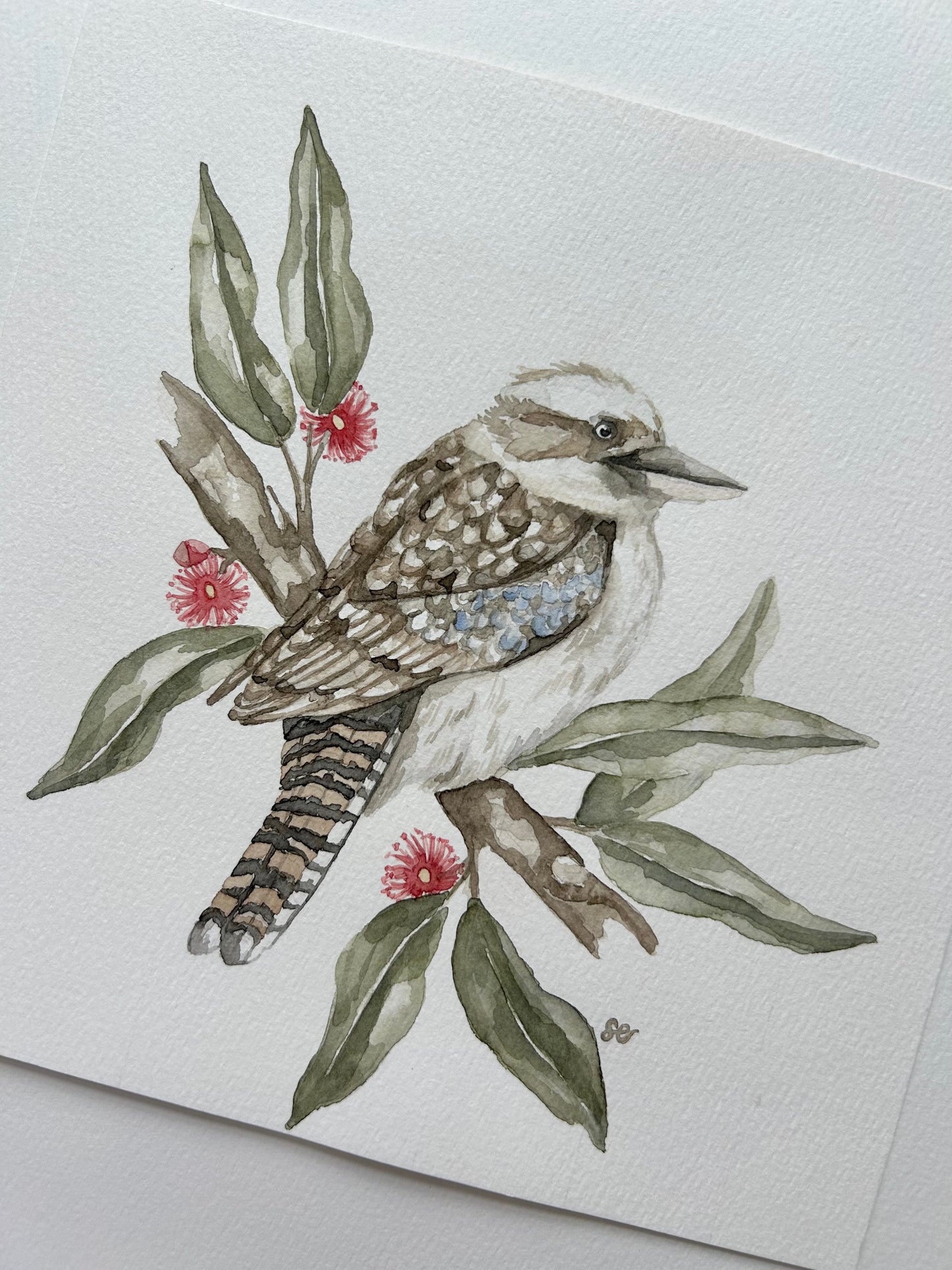 ‘Kookaburra’ Watercolour