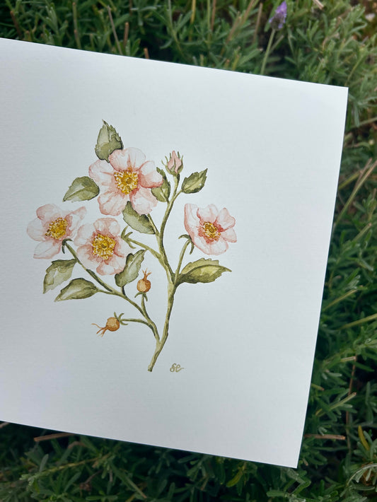 'Wild Rose' Watercolour Print