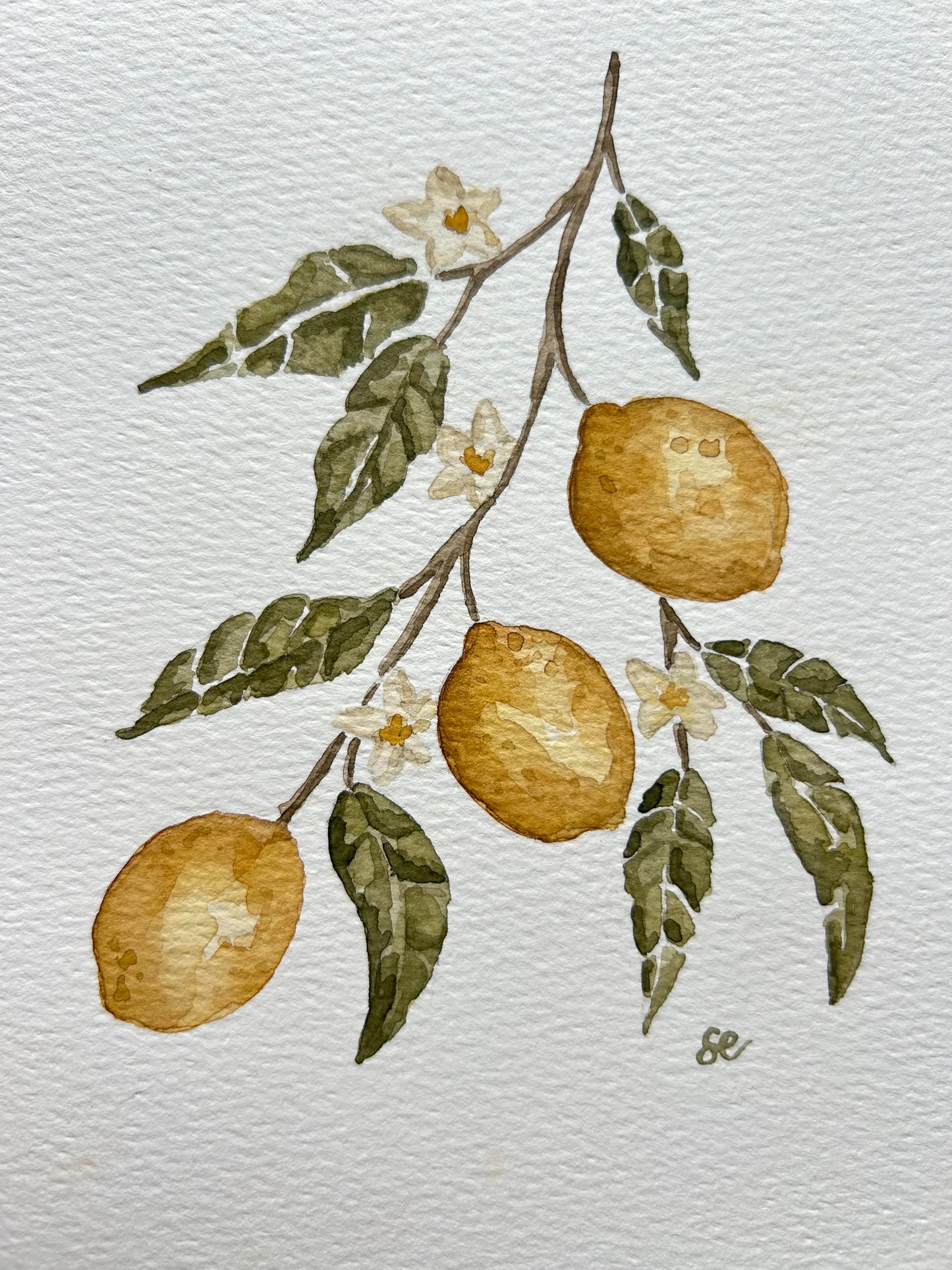 ‘Lemon Tree’ Watercolour