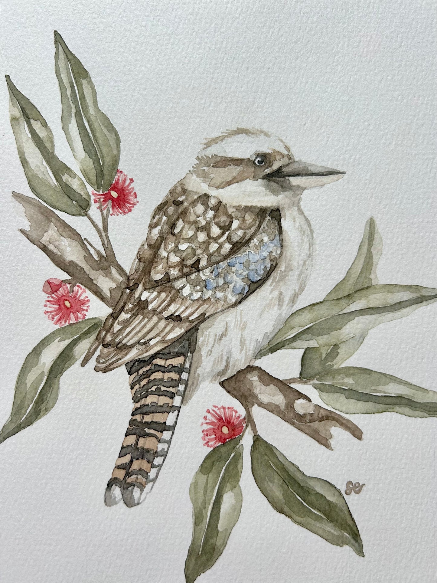 ‘Kookaburra’ Watercolour