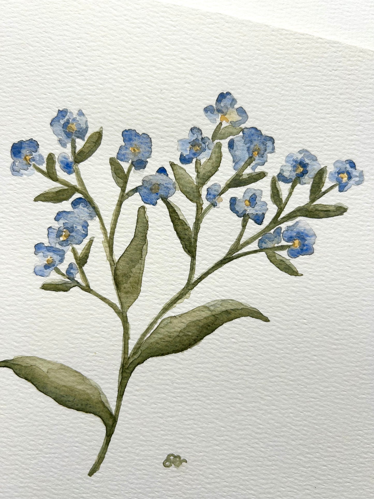 ‘Forget-Me-Not’ Watercolour
