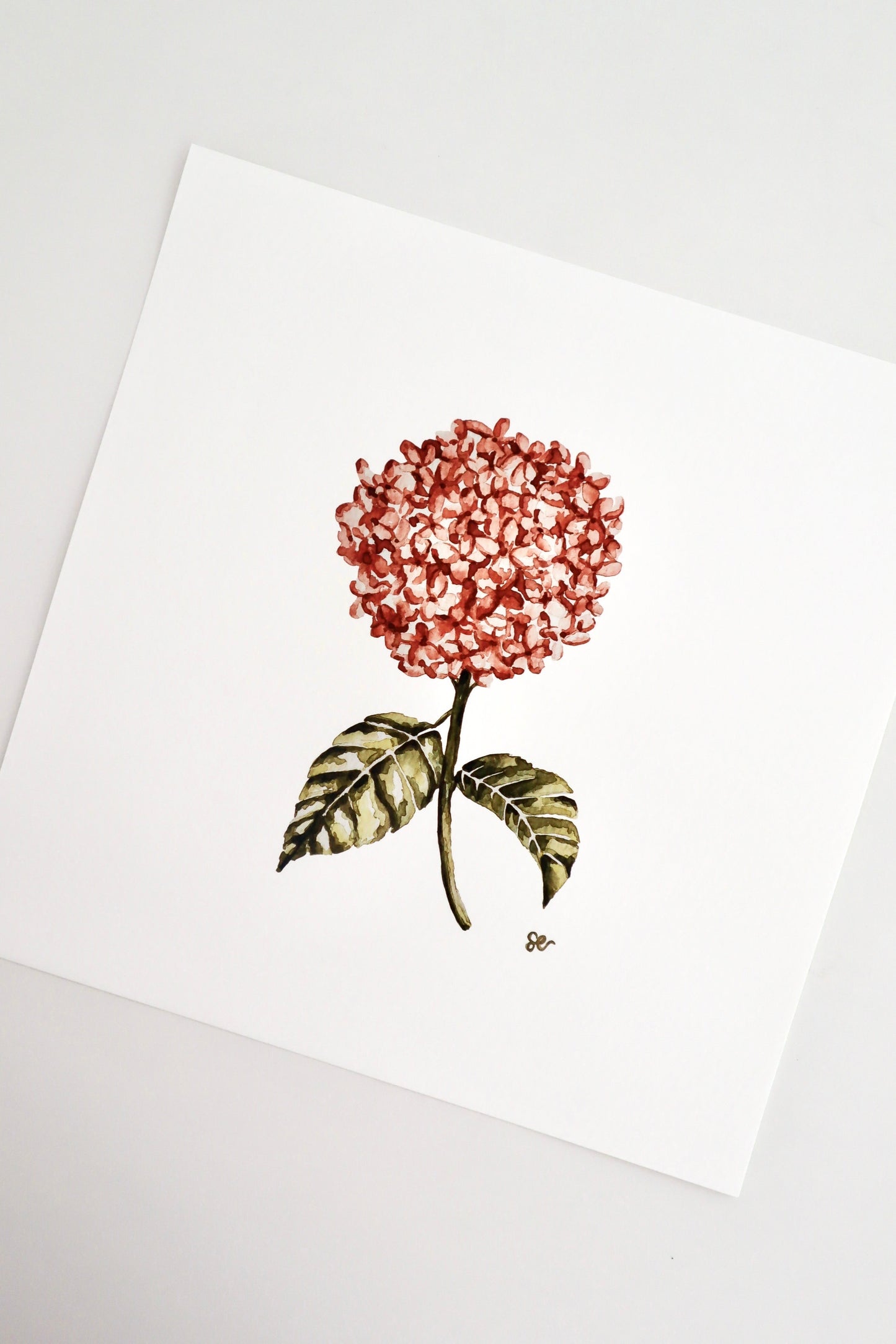 'Hydrangea' Watercolour Print