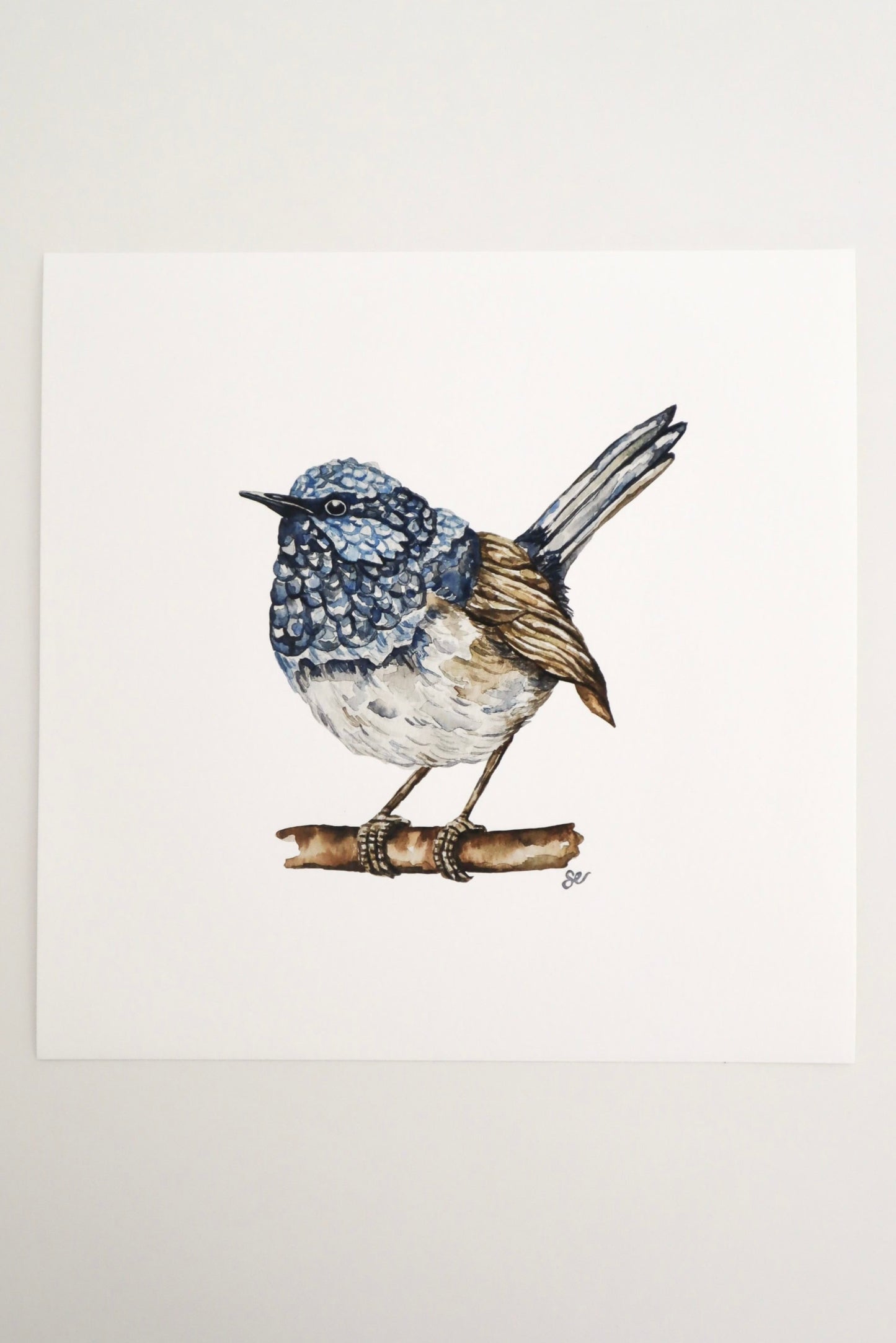 'Blue Wren' Watercolour Print