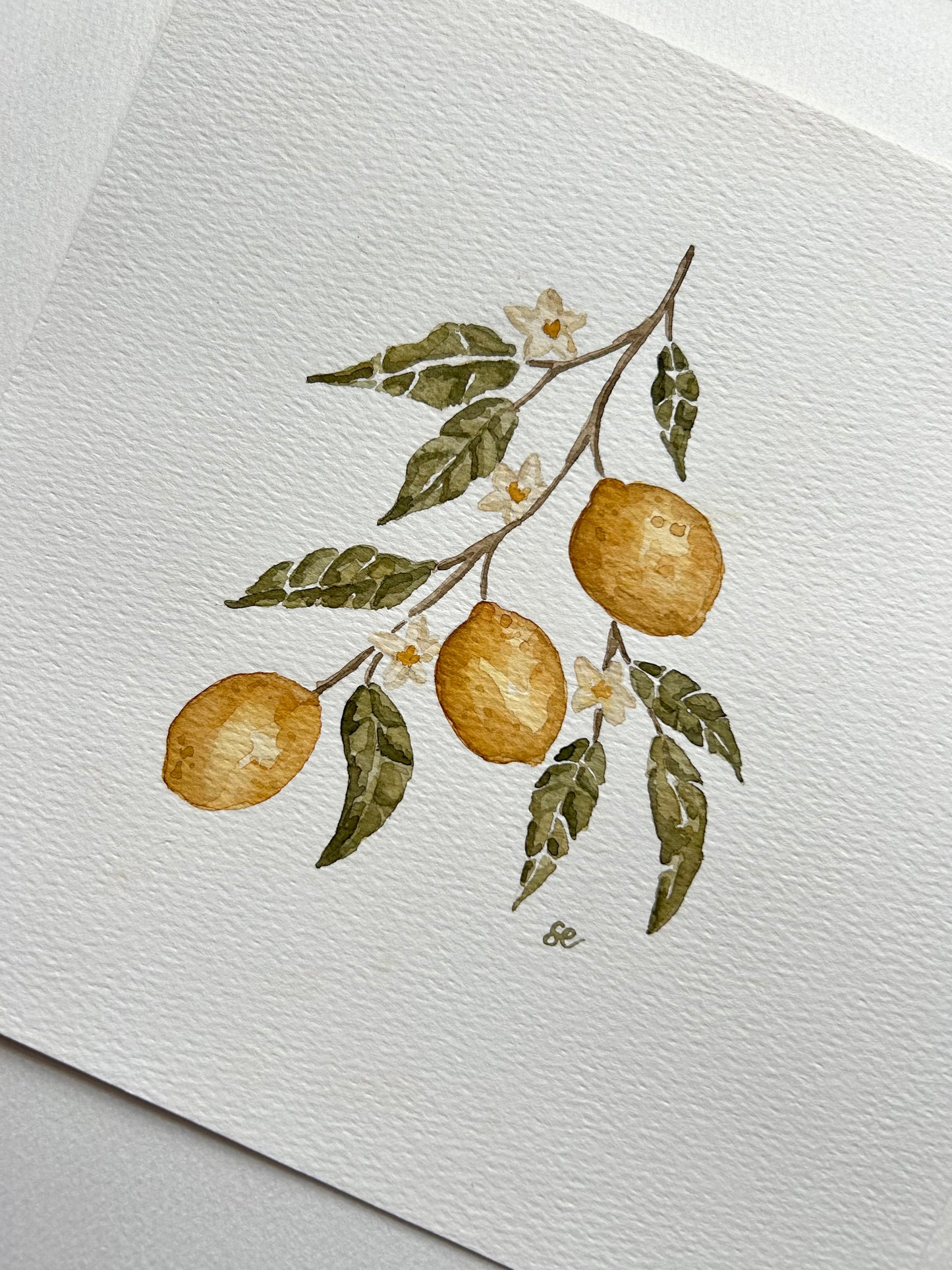 ‘Lemon Tree’ Watercolour