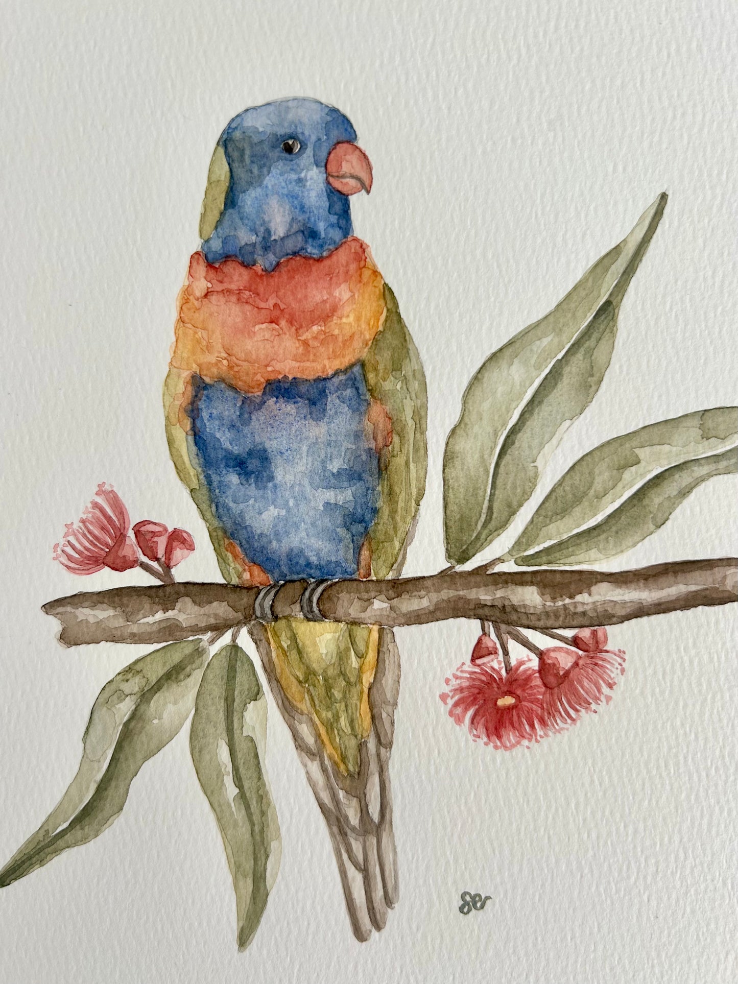 Rainbow Lorikeet Watercolour