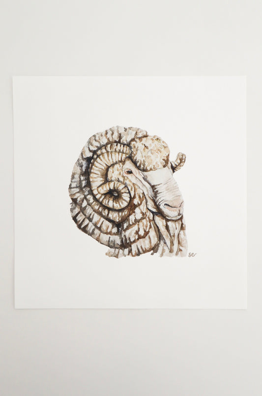 'Merino Ram' Watercolour Print
