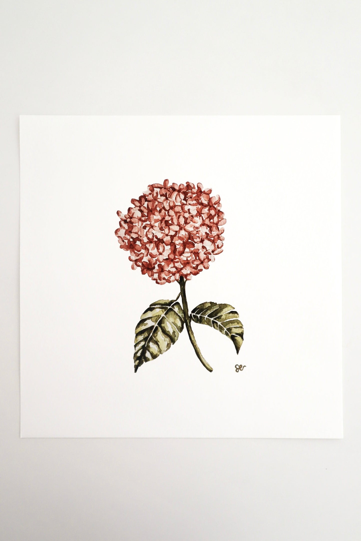 'Hydrangea' Watercolour Print