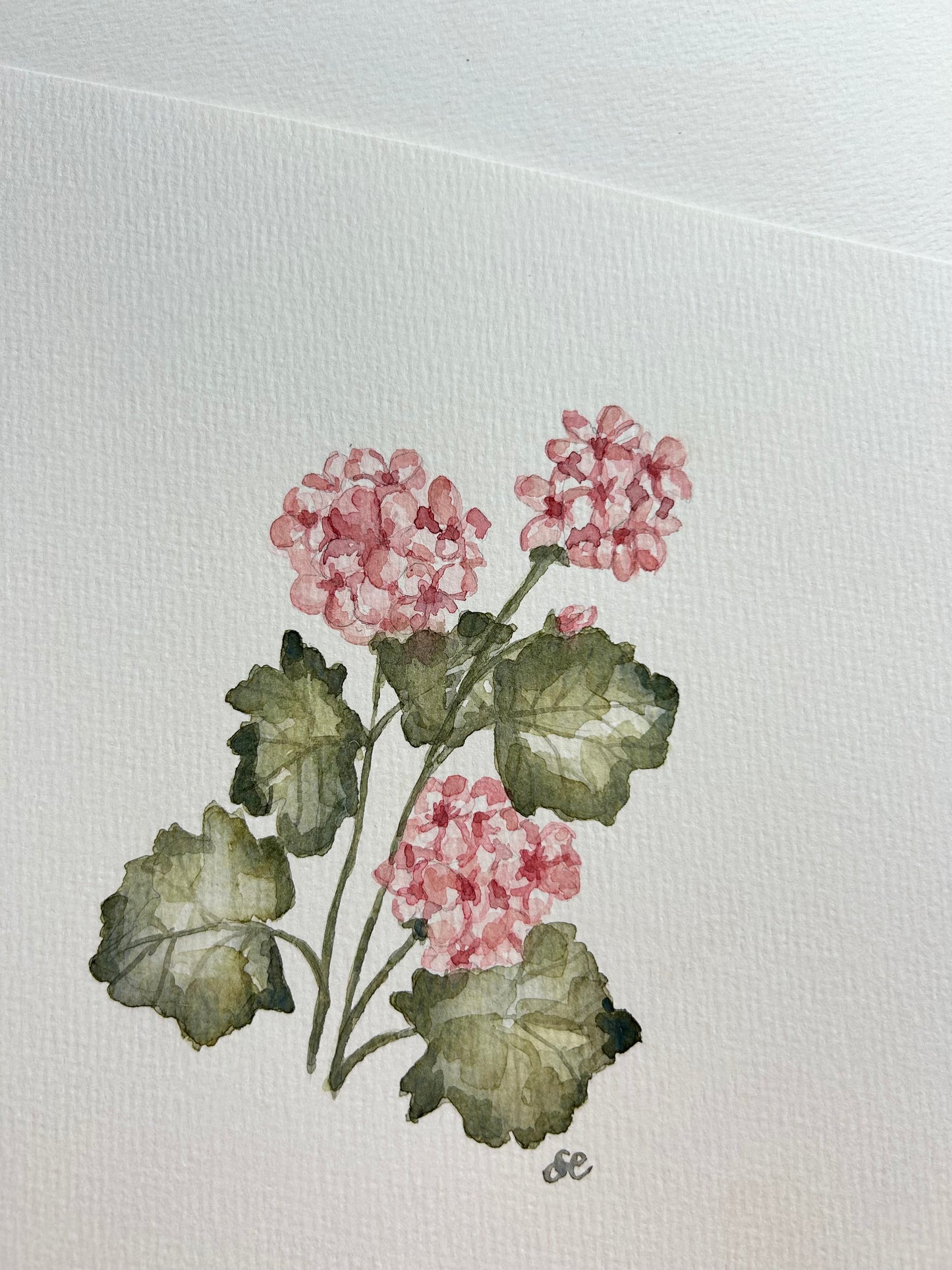 ‘Geranium’ Watercolour