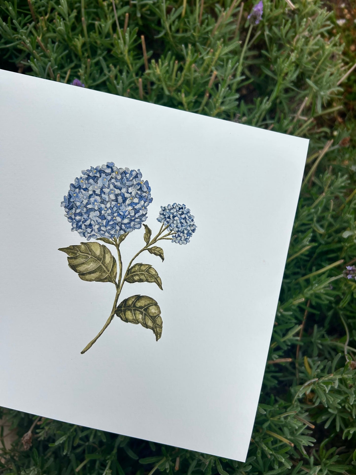 'Blue Hydrangea' Watercolour Print