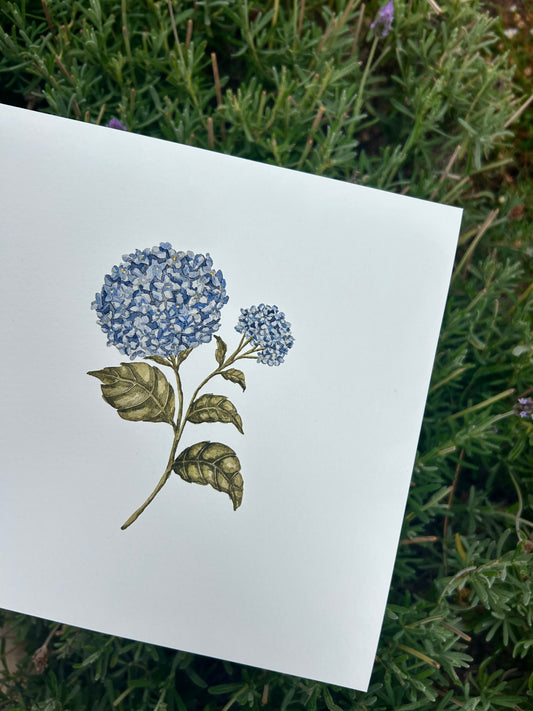 'Blue Hydrangea' Watercolour Print