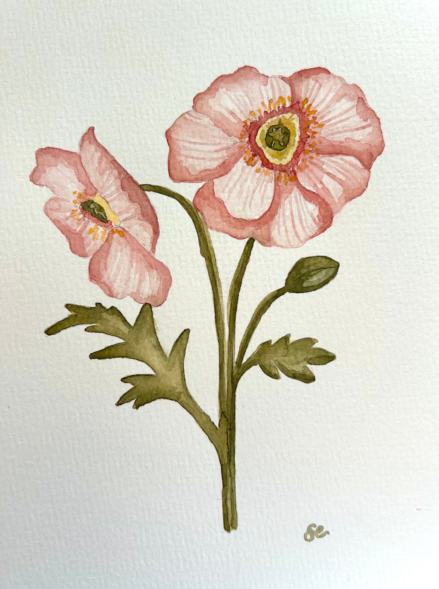 ‘Pink Poppies’ Watercolour