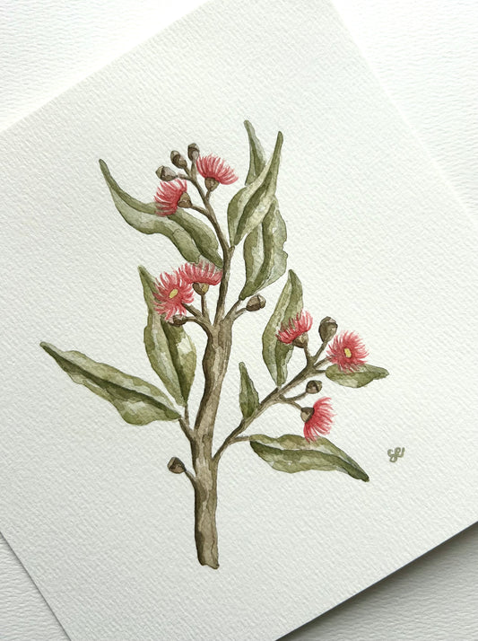 ‘Flowering Gum’ Watercolour