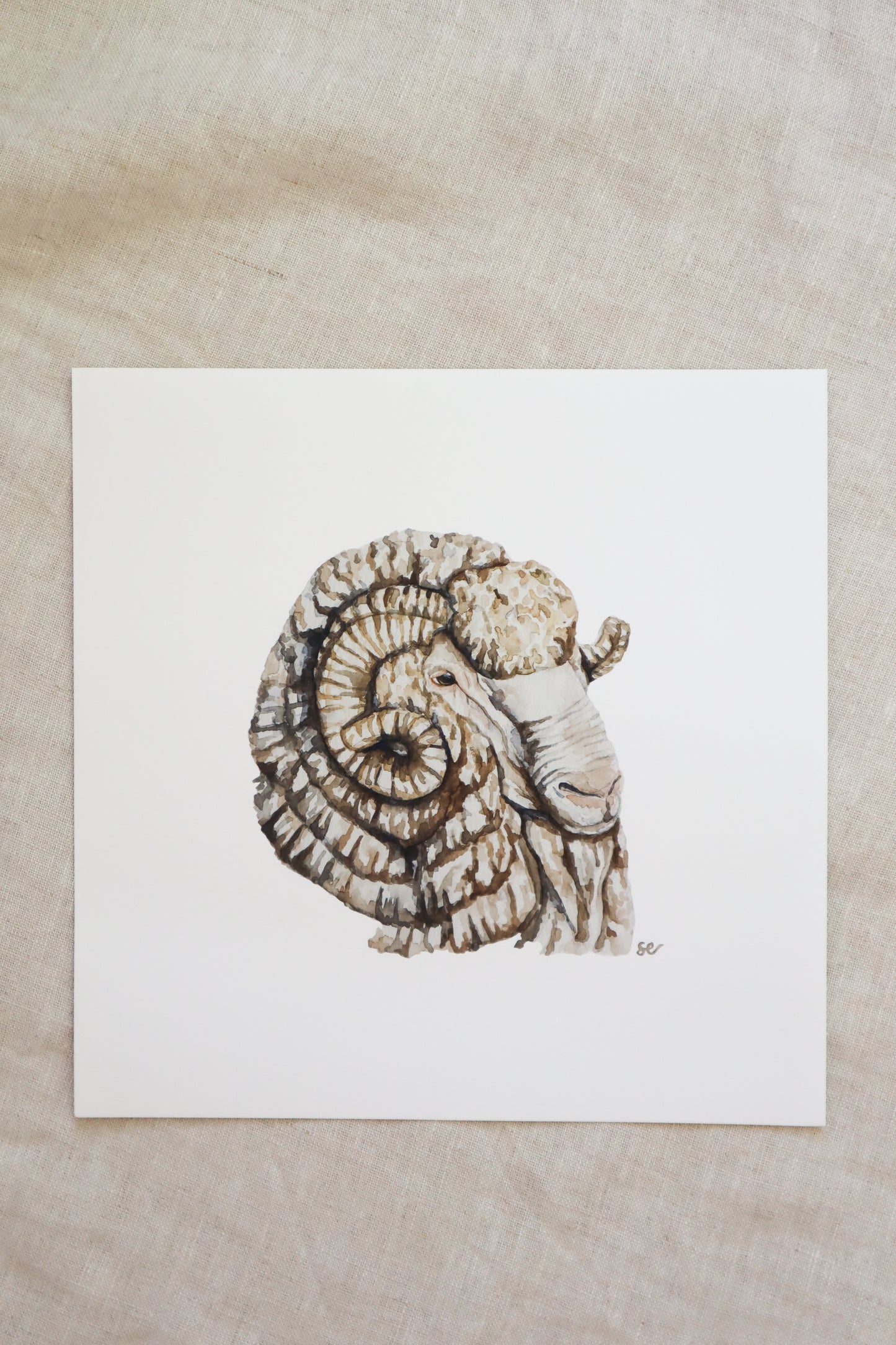 'Merino Ram' Watercolour Print