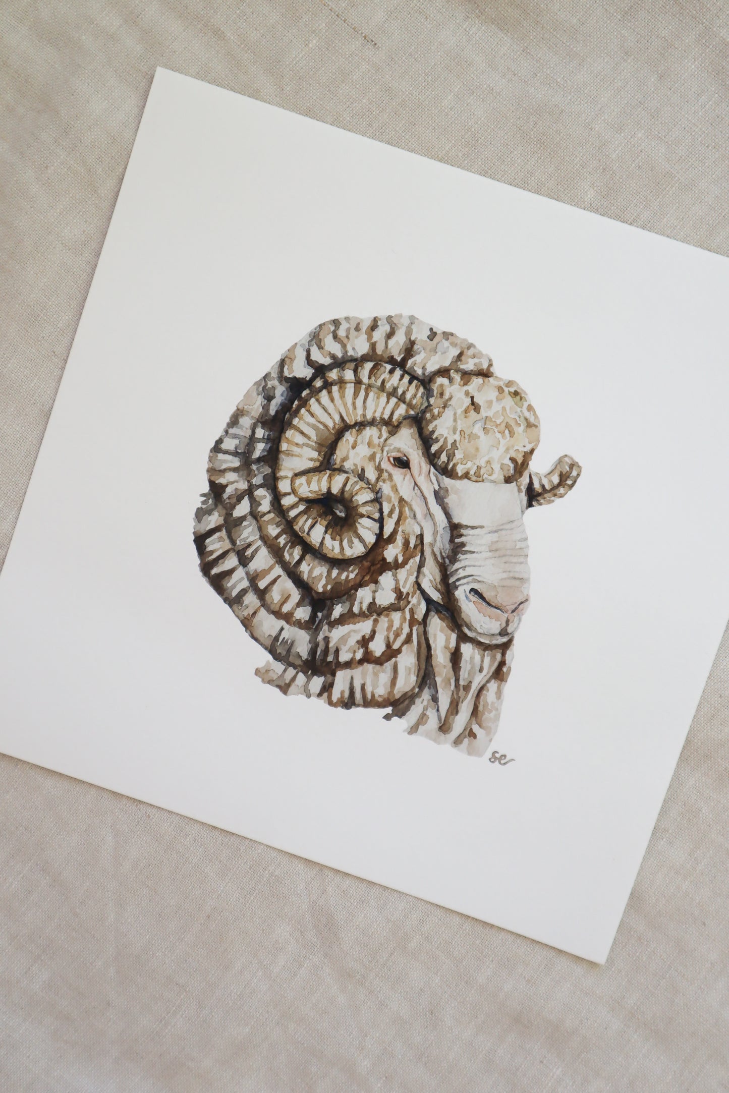 'Merino Ram' Watercolour Print