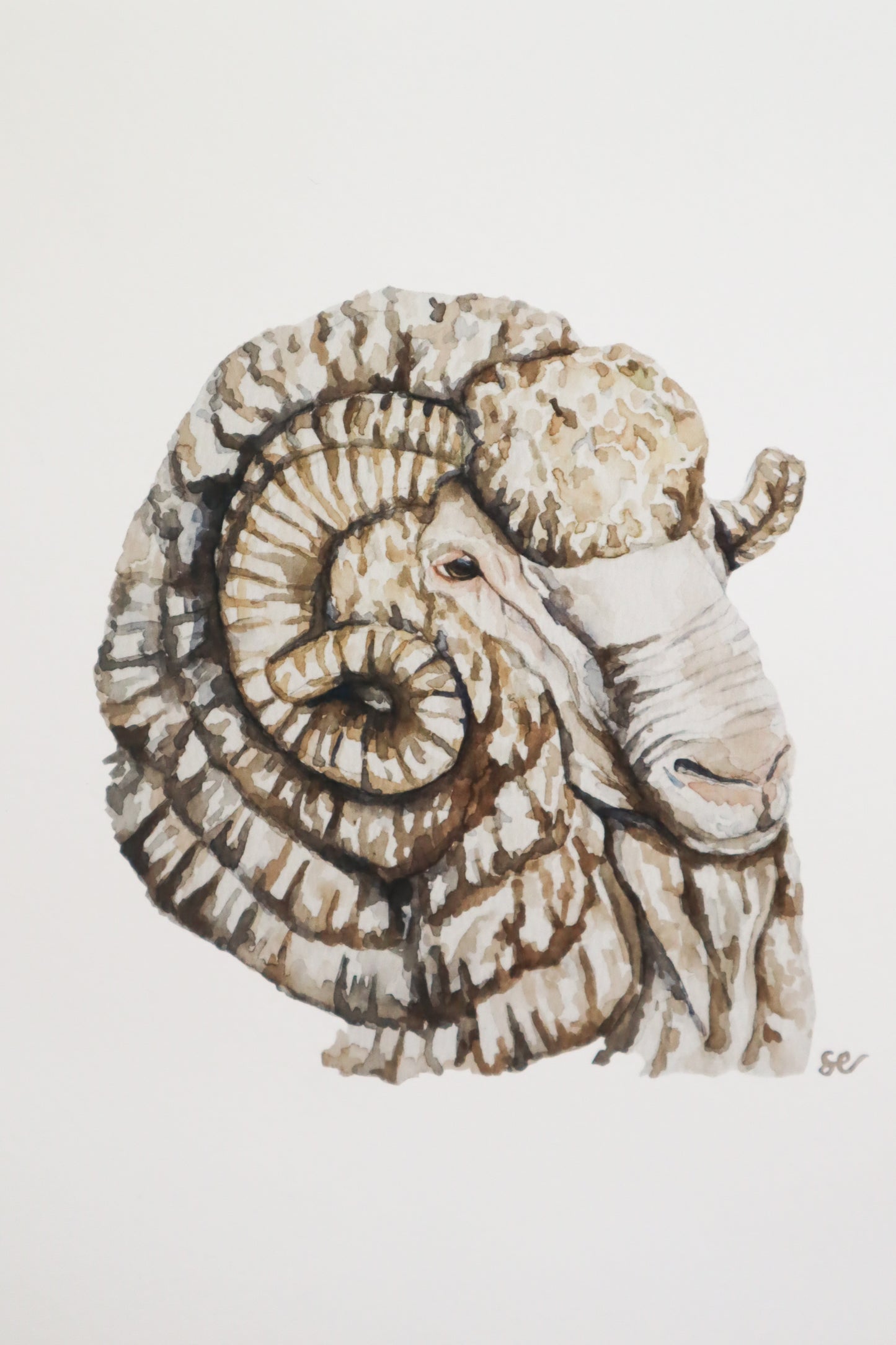 'Merino Ram' Watercolour Print