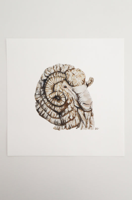 'Merino Ram' Watercolour Print