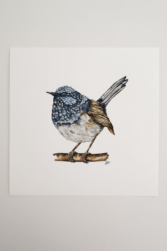 'Blue Wren' Watercolour Print